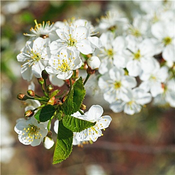 白花,樱桃树,嫩枝,特写