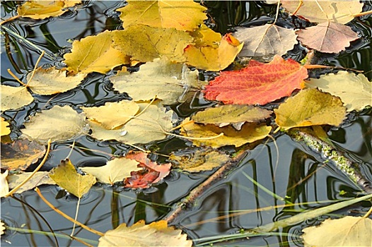 下落,树,叶子,表面,水,湖