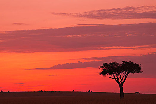 金合欢树,剪影,反对,美丽的天空,日出之前,马赛玛拉国家保护区,肯尼亚,非洲