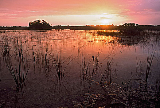 日出,上方,湿地,大沼泽地国家公园,佛罗里达,美国