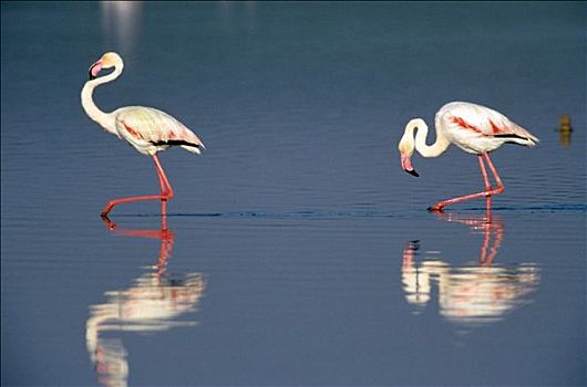 大红鹳,火烈鸟,求爱,湖,西班牙
