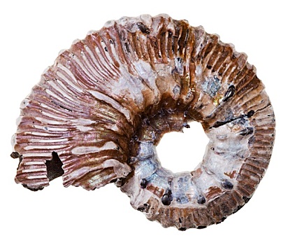 化石,菊石,壳