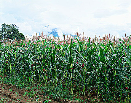 玉米,农场