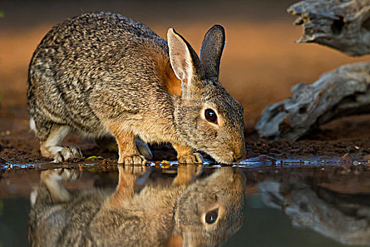 东部棉尾兔,兔子,喝,水塘,黄昏