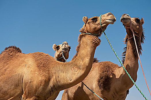 骆驼,出售,市场,阿布扎比,阿联酋