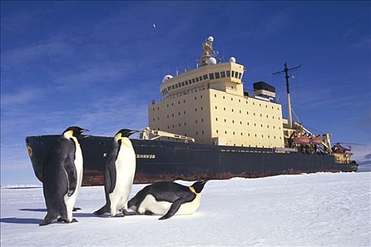 帝企鹅,三个,看,俄罗斯,破冰船,停放,迅速,冰,公主,海岸,威德尔海,南极