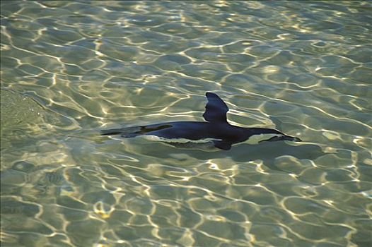 黑脚企鹅,南非