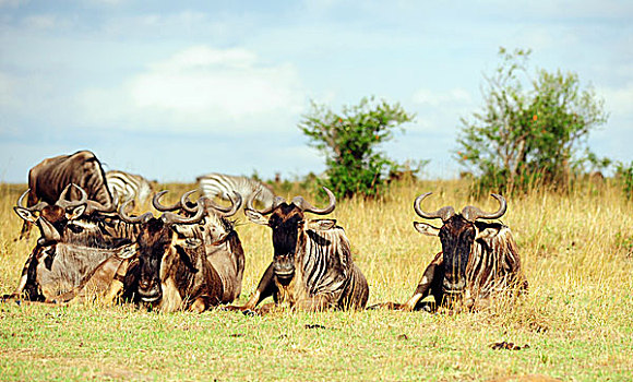 肯尼亚,马赛马拉国家保护区,角马,休息