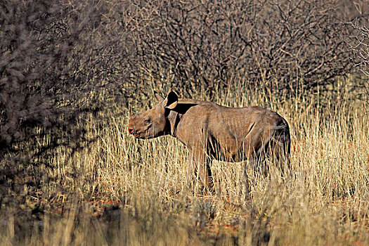 黑犀牛,幼兽,禁猎区,卡拉哈里沙漠,北角,南非,非洲
