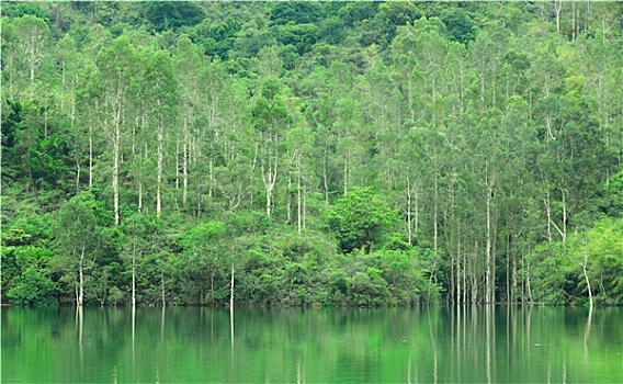 绿色,树,湖
