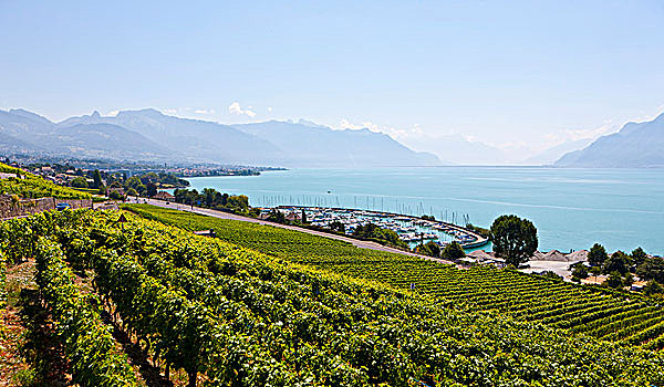 景色,葡萄园,日内瓦湖,背影,沃州,瑞士,欧洲