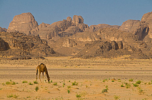 阿尔及利亚,骆驼