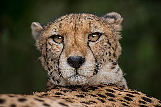 印度豹,猎豹,禁猎区,东开普省,南非,俘获
