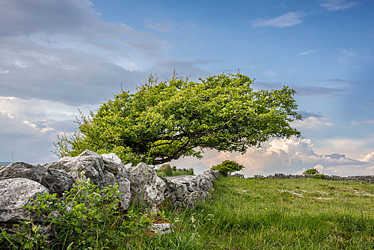 树,石墙,布伦,克雷尔县,爱尔兰