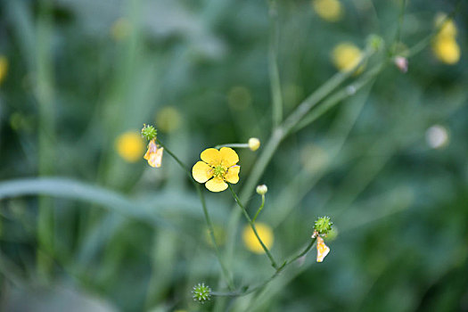 一枚小黄花