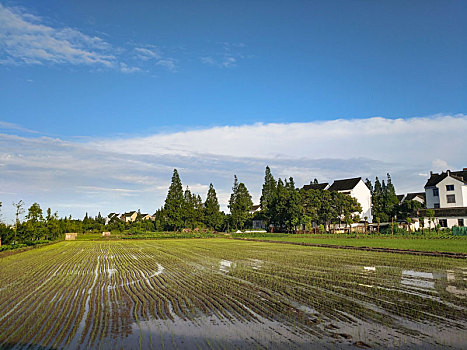 水乡稻田,田园风光,夏日乡村