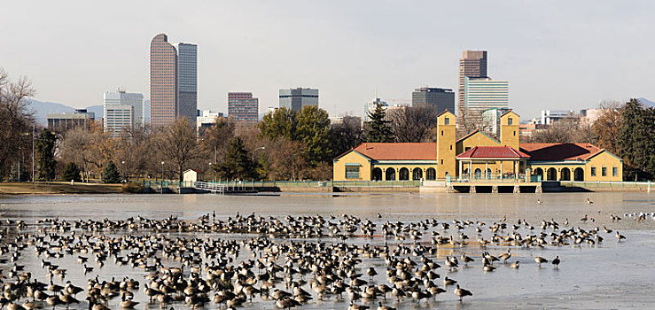 城市公园,湖,结冰,迁徙,鹅