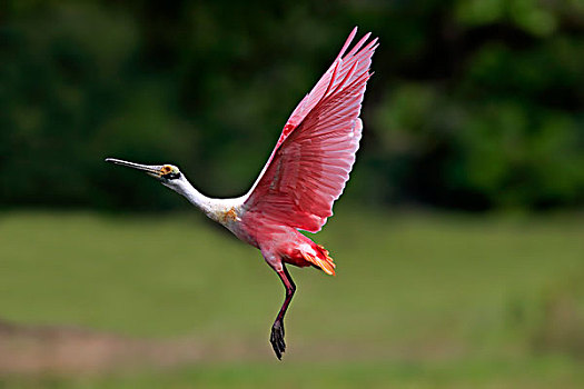 粉红琵鹭,成年,飞,潘塔纳尔,巴西,南美