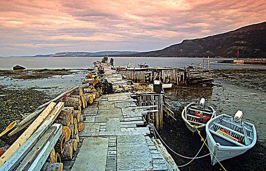木质,系,码头,拉布拉多犬,纽芬兰,加拿大