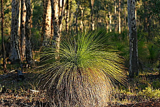 草,树,澳大利亚,西澳大利亚州