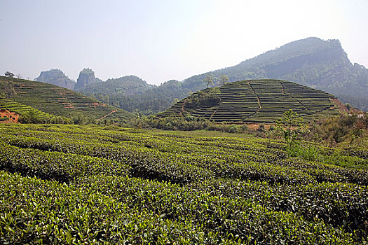 福建武夷山岩茶