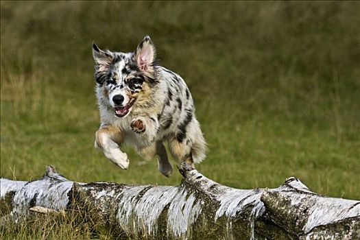 澳洲牧羊犬,跳跃