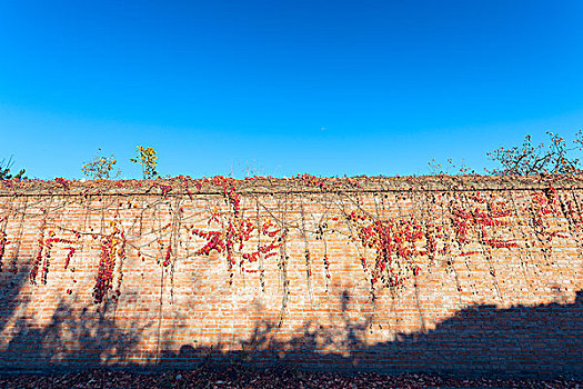 北京郊外围墙秋色