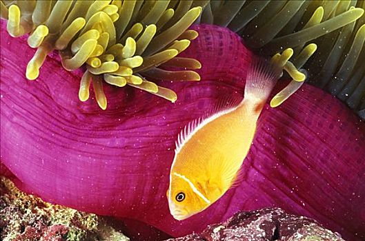 密克罗尼西亚,鲜明,橙色,小丑鱼,游动,靠近,粉色,海葵,珊瑚