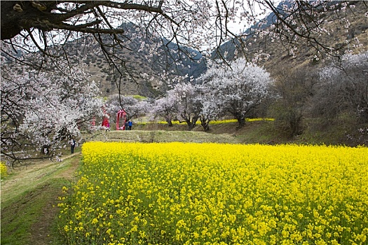 油菜花海桃花谷