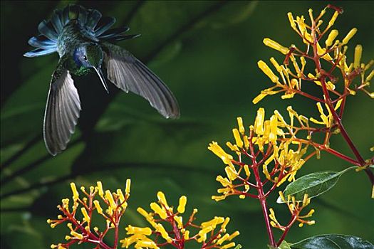 绿紫耳蜂鸟,蜂鸟,悬空,上方,黄色,花,蒙特维多云雾森林自然保护区,哥斯达黎加