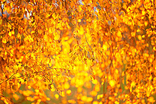 桦树,叶子,早晨,亮光