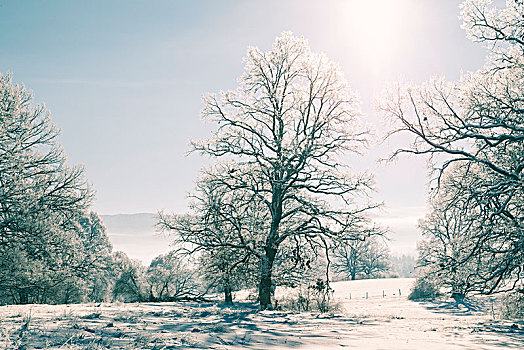 冬天,冰,雪,树,霜,寒冷