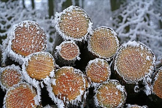 霜冻,原木,一堆,林中小径,黑森州,德国,欧洲