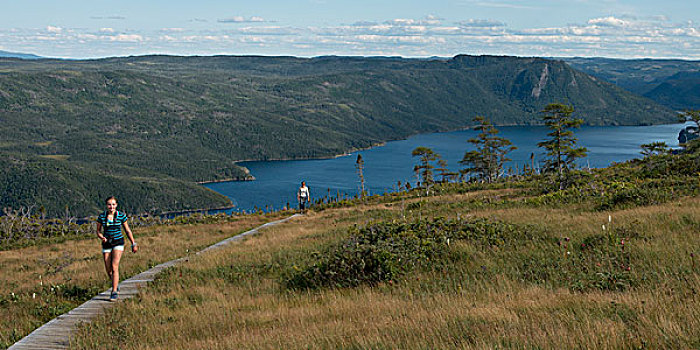 远足,暸望,小路,山,格罗莫讷国家公园,纽芬兰,拉布拉多犬,加拿大