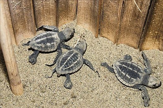 橄榄龟,太平洋丽龟,防护,孵卵所,印度