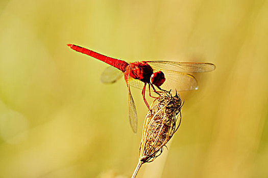 蜻蜓,昆虫