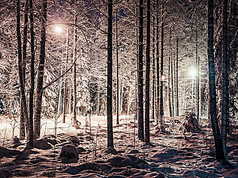雪,树林,夜晚,芬兰