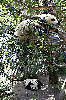 美国,加利福尼亚,圣地牙哥动物园,熊猫