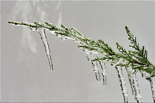 冰柱,枝条,桧属植物