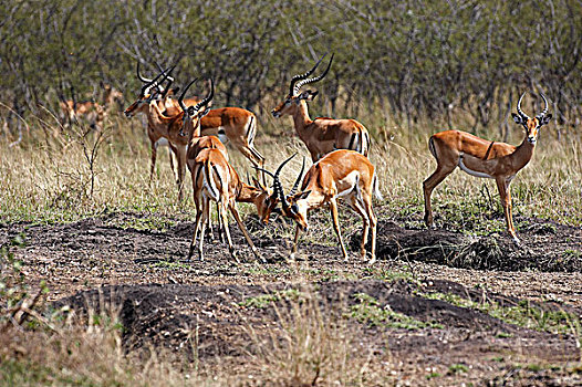 黑斑羚,牧群,雄性,马赛马拉,公园,肯尼亚