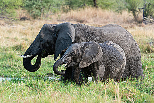 幼小,大象,非洲象,母亲,喂食,草地,奥卡万戈三角洲,博茨瓦纳
