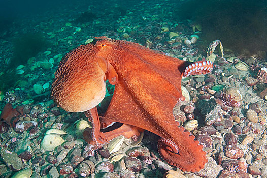 巨型太平洋章鱼,北方,太平洋大章鱼,日本,海洋,俄罗斯联邦