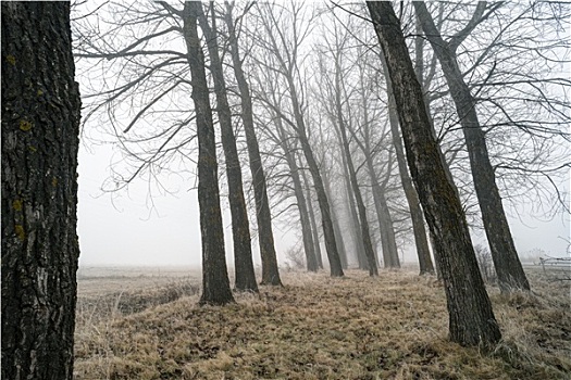 大,树,雾