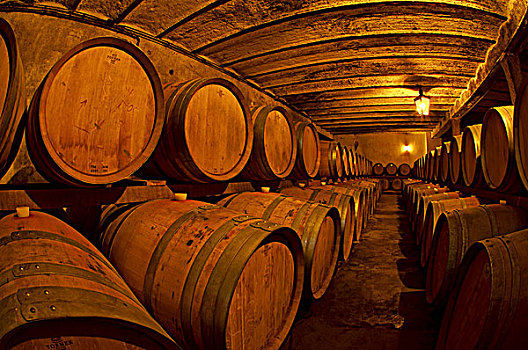 桶,地窖,葡萄酒厂,靠近,蒙得维的亚,乌拉圭