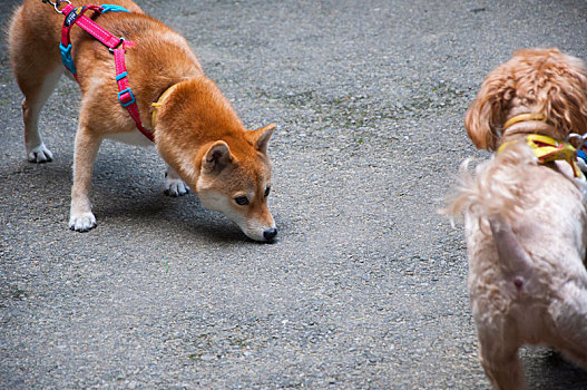 路上相遇的两只狗秋田狗与贵宾狗相互的看着