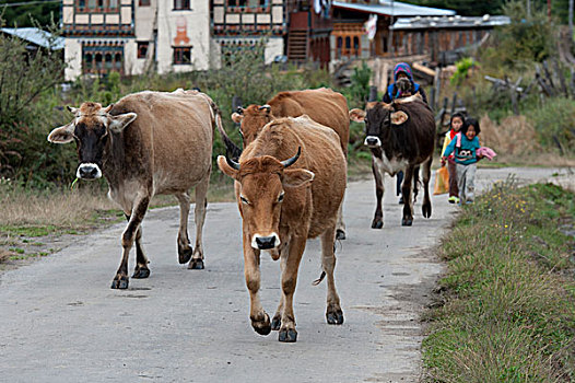 人,牛,山谷,布姆唐,地区,不丹