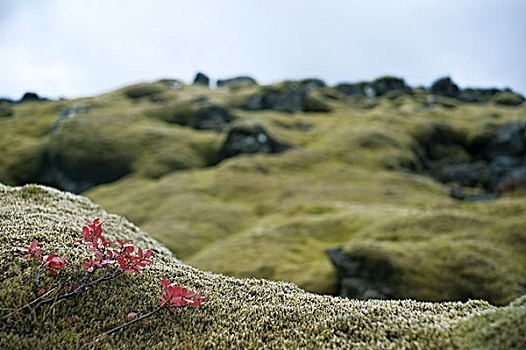 熔岩原,苔藓,冰岛