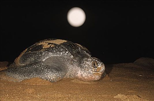 棱皮海龟,棱皮龟,雌性,海滩,产卵,满月,麦尔斯堡海滩,圭亚那