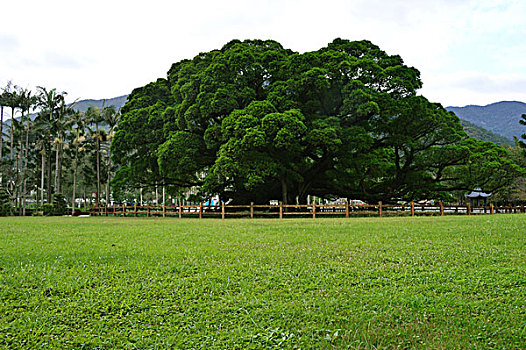 草坪大树