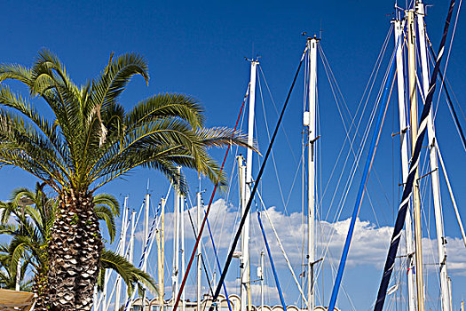 棕榈树,帆船,桅杆